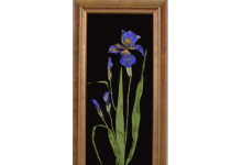 Синий Ирис