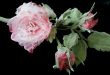 Brooch " California's Rosa"