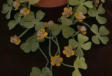 Necklace "Field Buttercups"
